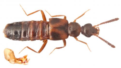 Réf. 252 097 : Bolitochara obliqua